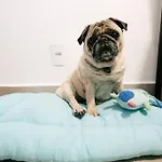 Ape Pet Friendly | Completo E Aconchegante