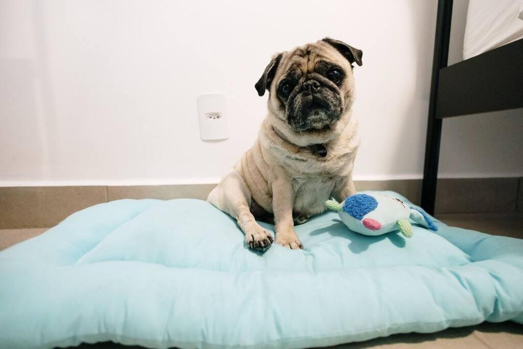 Ape Pet Friendly | Completo E Aconchegante Apartment *