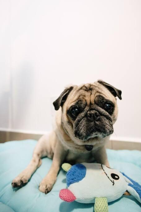 Ape Pet Friendly | Completo E Aconchegante Apartment