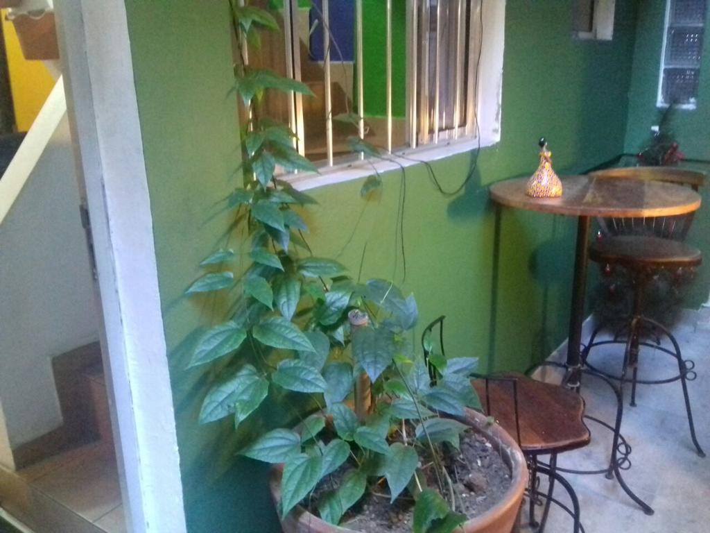 Girassol Madalena Albergue São Paulo