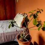 Casa Asfro