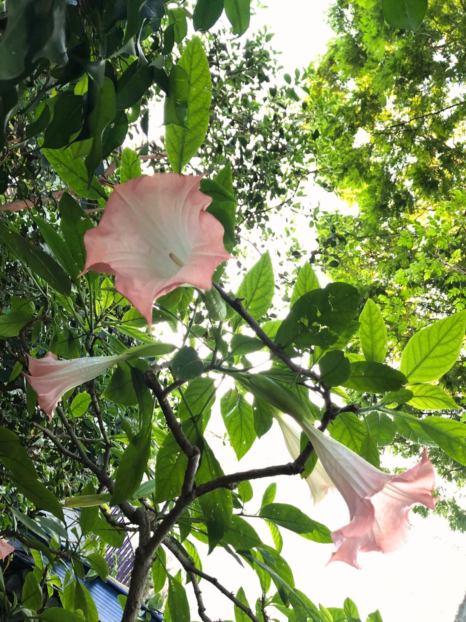 Albergue Micasa - Congonhas