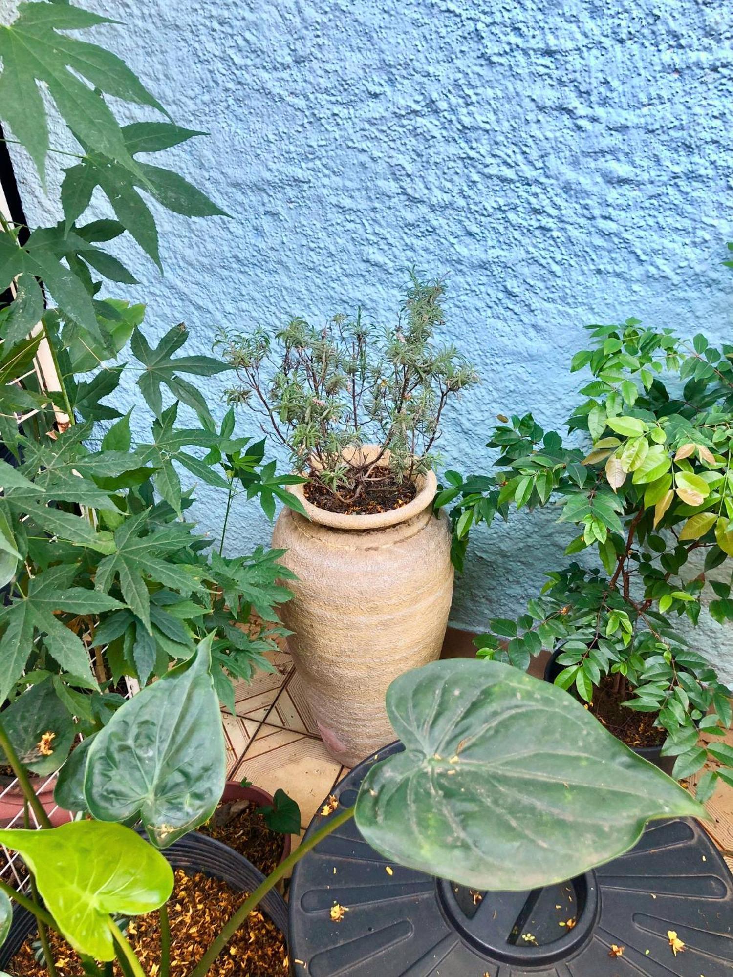 Micasa - Congonhas Albergue *