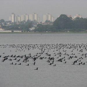 Vista Alegre São Paulo