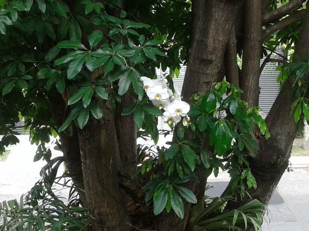 Homestay Jardim Leonor So Mulheres Profissionais Da Saude Hospital Einstein Morumbi