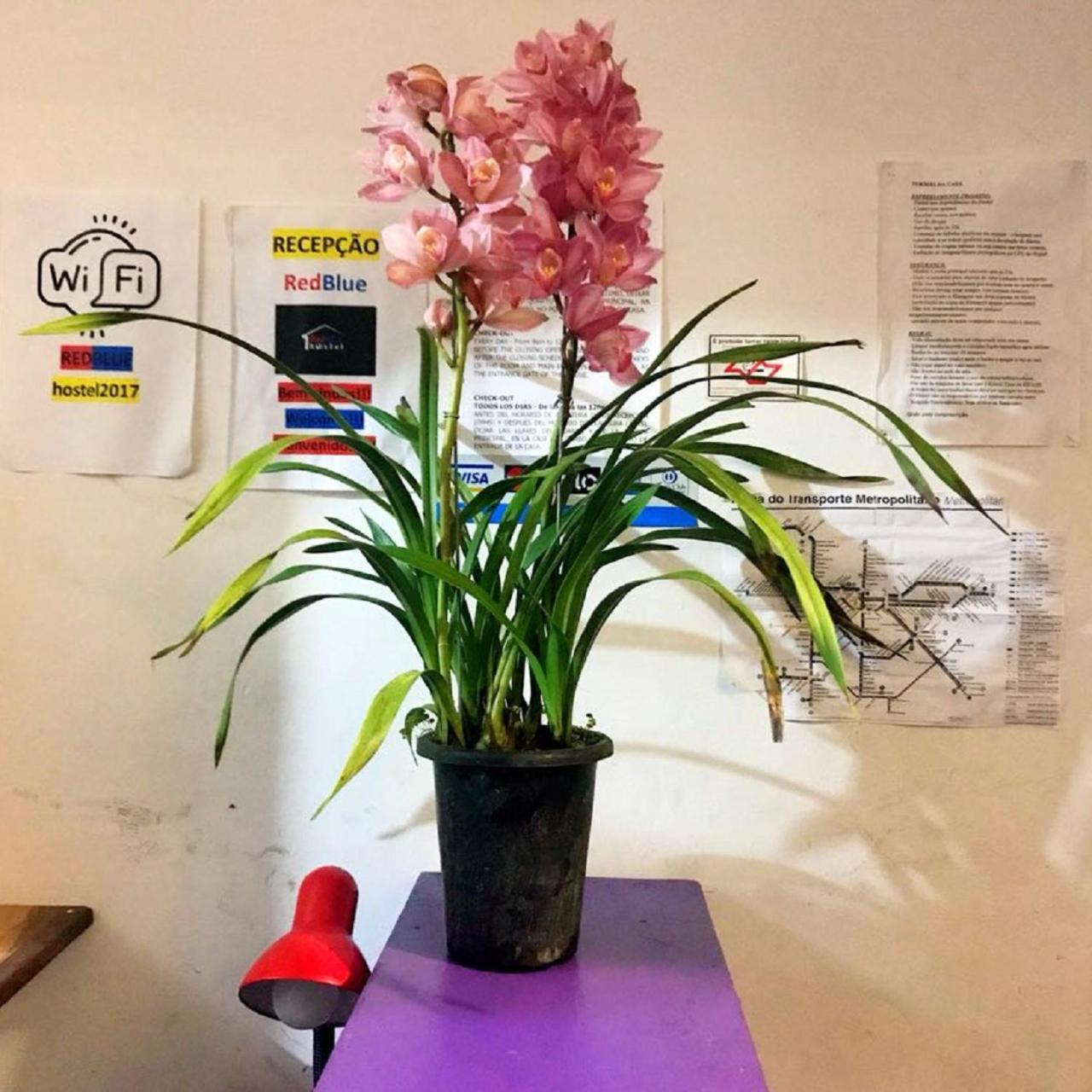 Albergue Redblue Higienopolis São Paulo