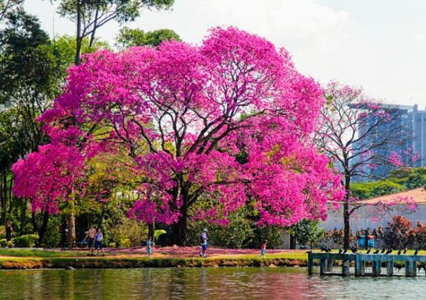 Slav Ibirapuera 5* São Paulo